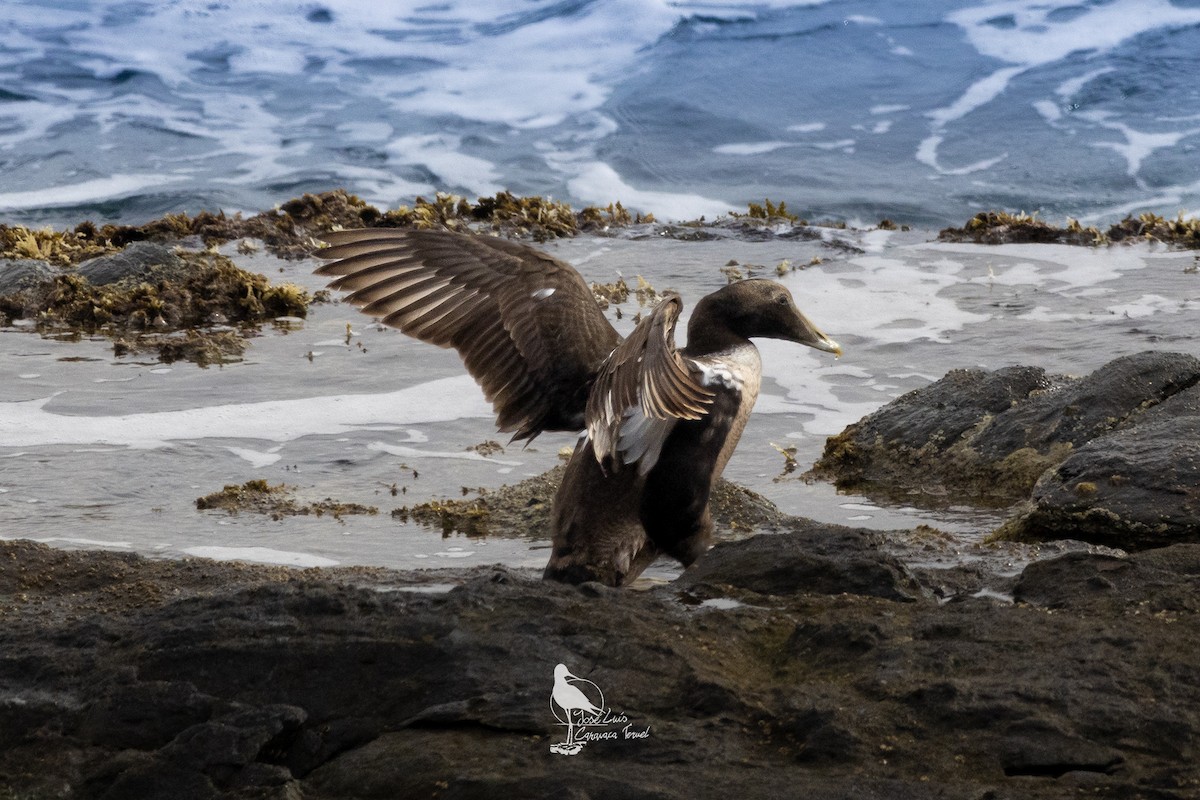 Common Eider - ML628988690