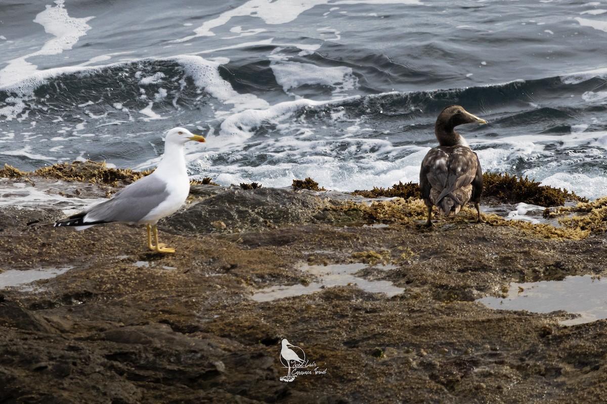 Common Eider - ML628988691