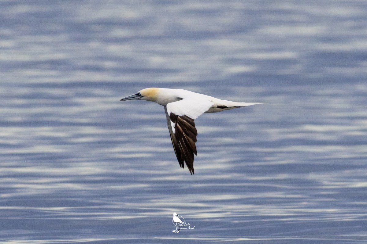 Northern Gannet - ML628988697