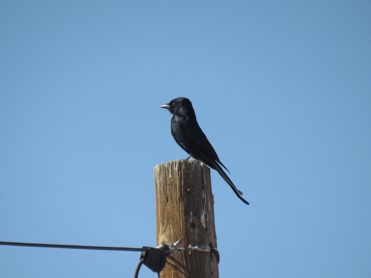 Fork-tailed Drongo - ML628988700