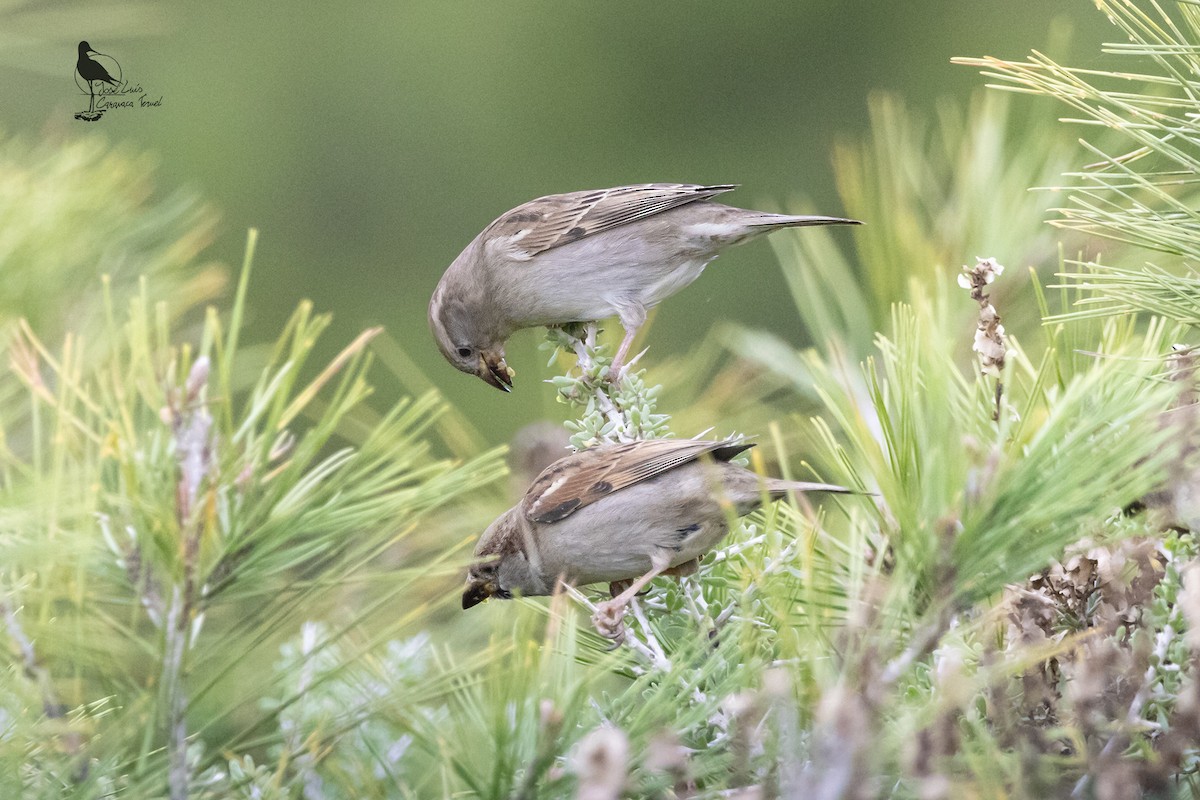 House Sparrow - ML628988715