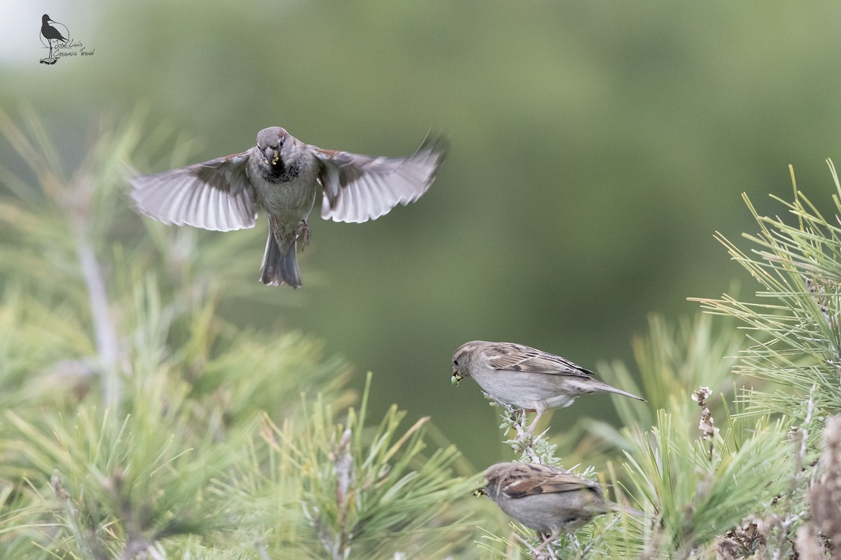 House Sparrow - ML628988716