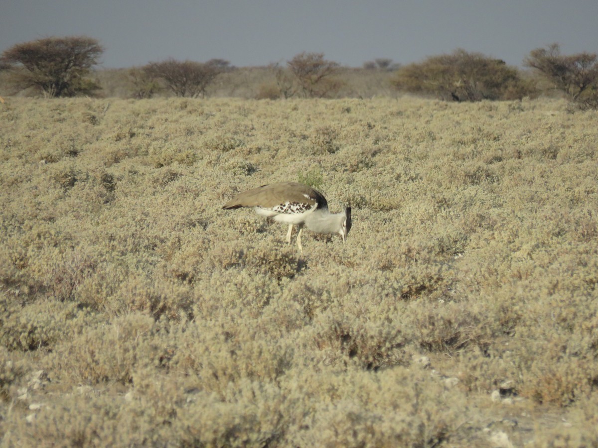 Kori Bustard - ML628988804