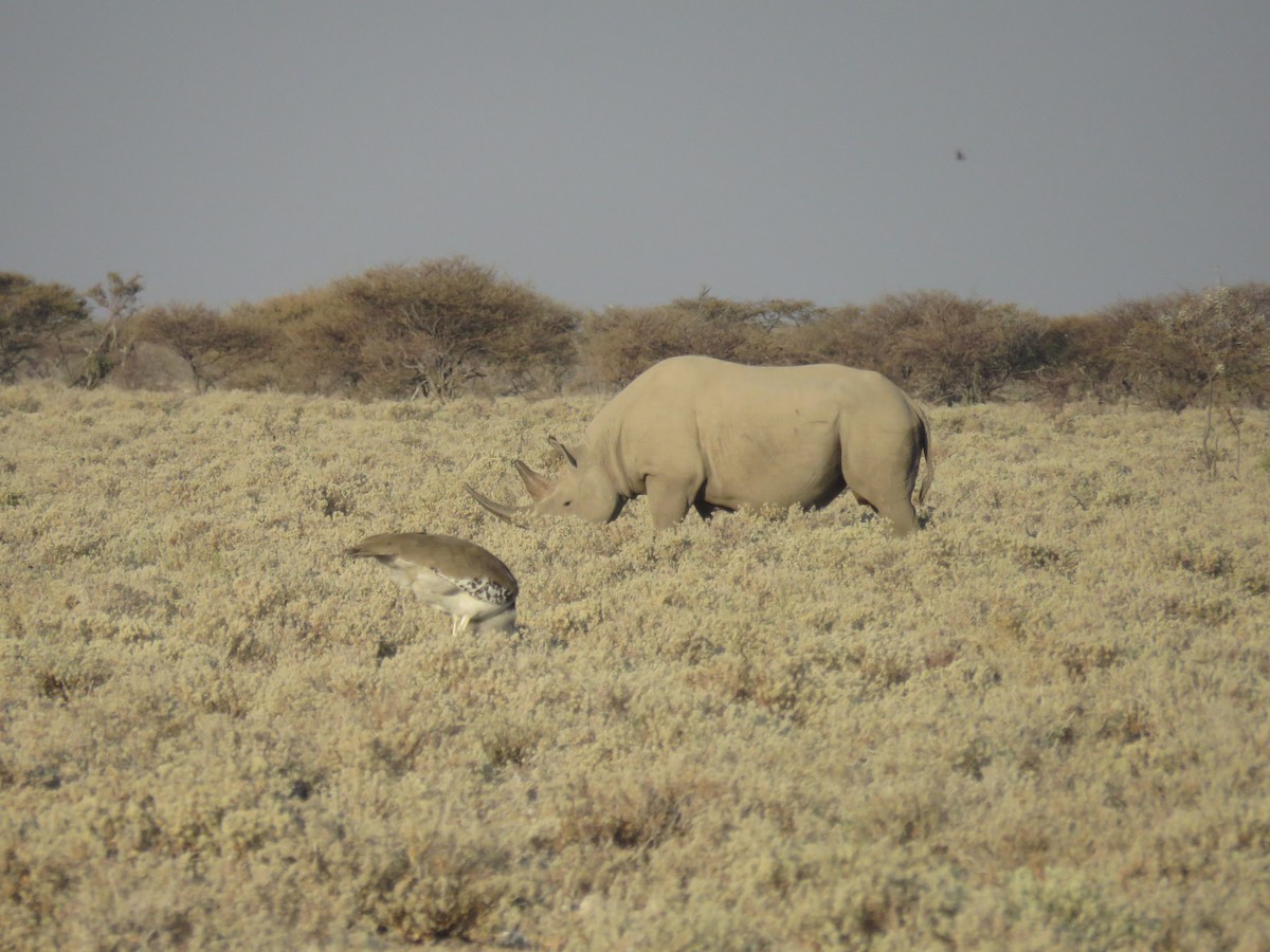 Kori Bustard - ML628988805