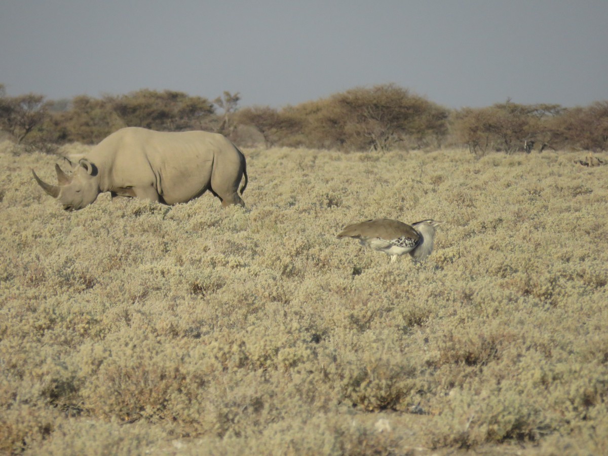 Kori Bustard - ML628988806