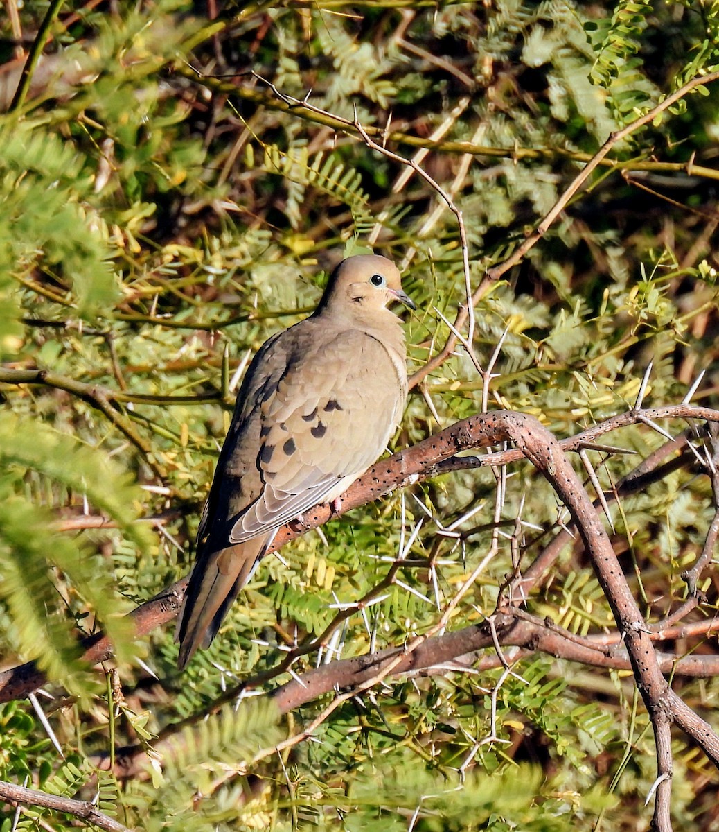 Mourning Dove - ML628988885