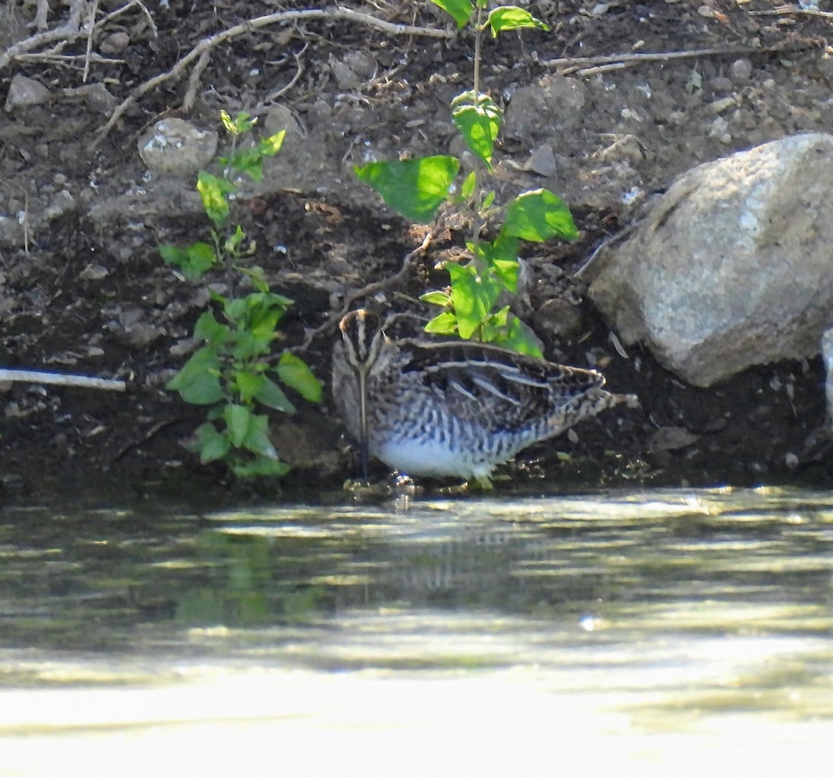 Wilson's Snipe - ML628988916