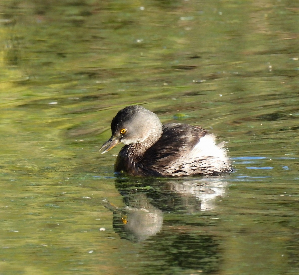 Least Grebe - ML628988918