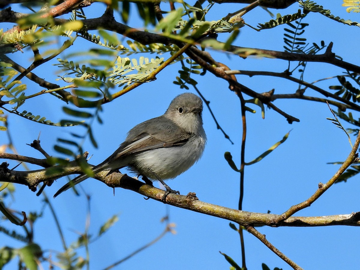 Blue-gray Gnatcatcher - ML628988928