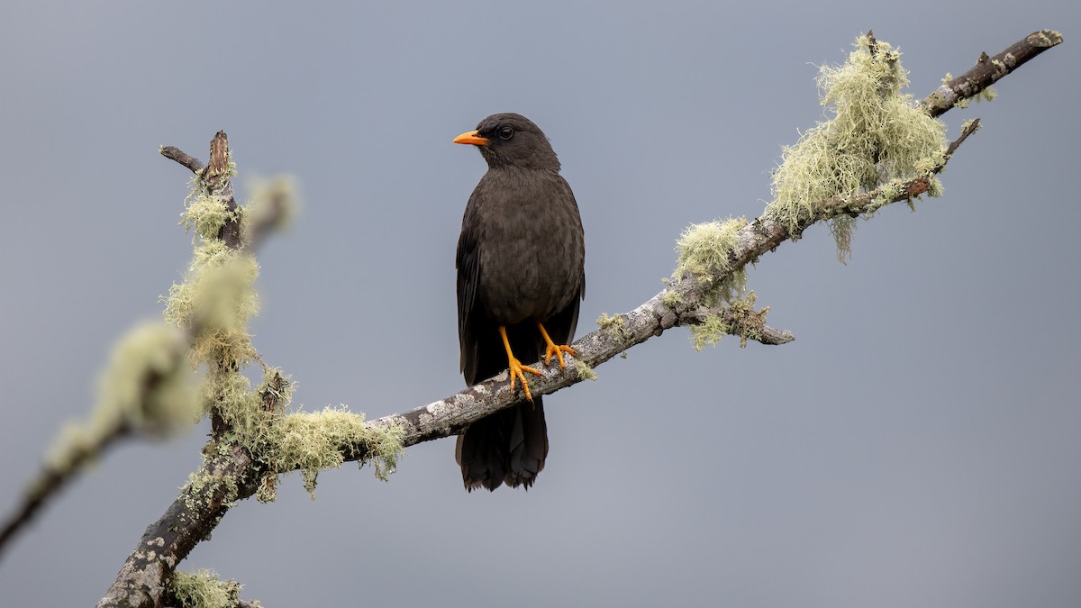 Great Thrush - ML628988939