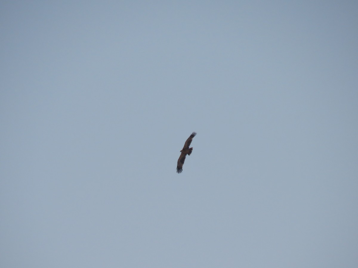 Tawny Eagle - ML628988940