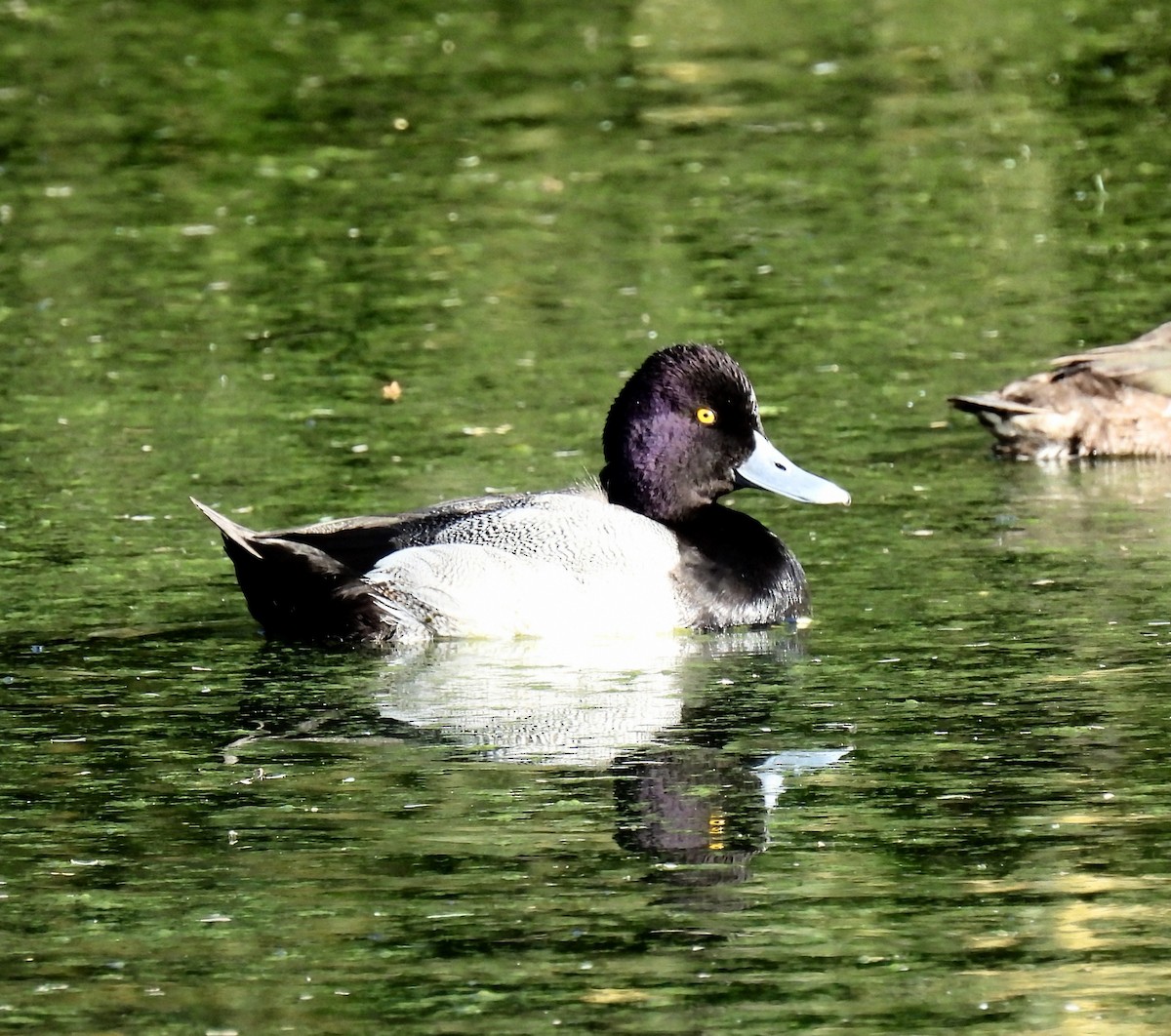 Lesser Scaup - ML628988983