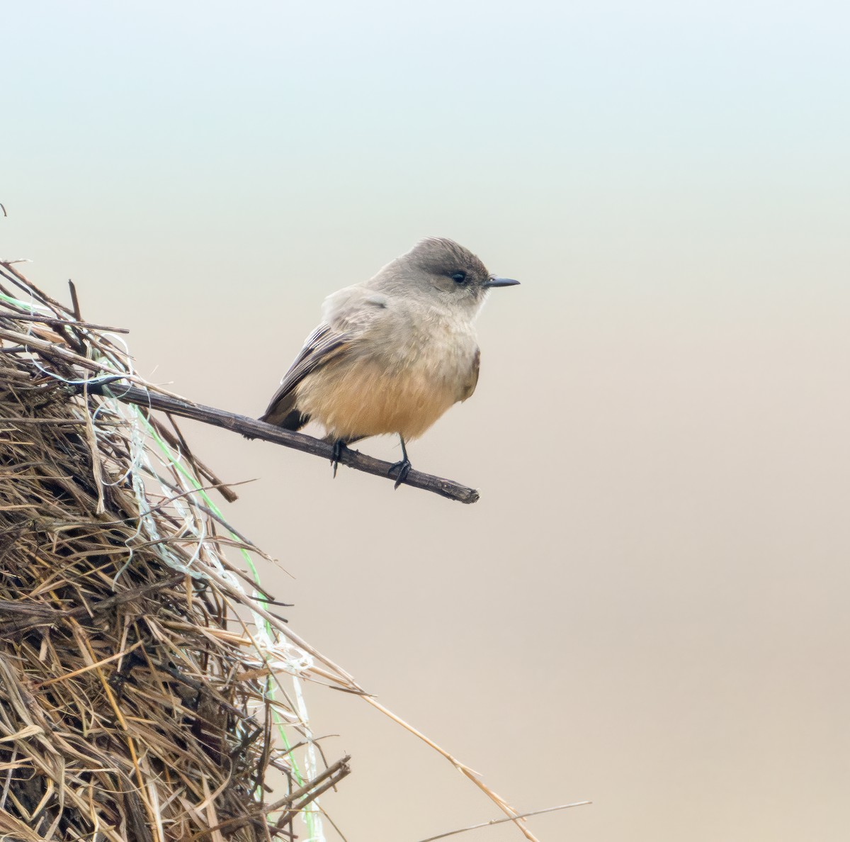 Say's Phoebe - ML628988990