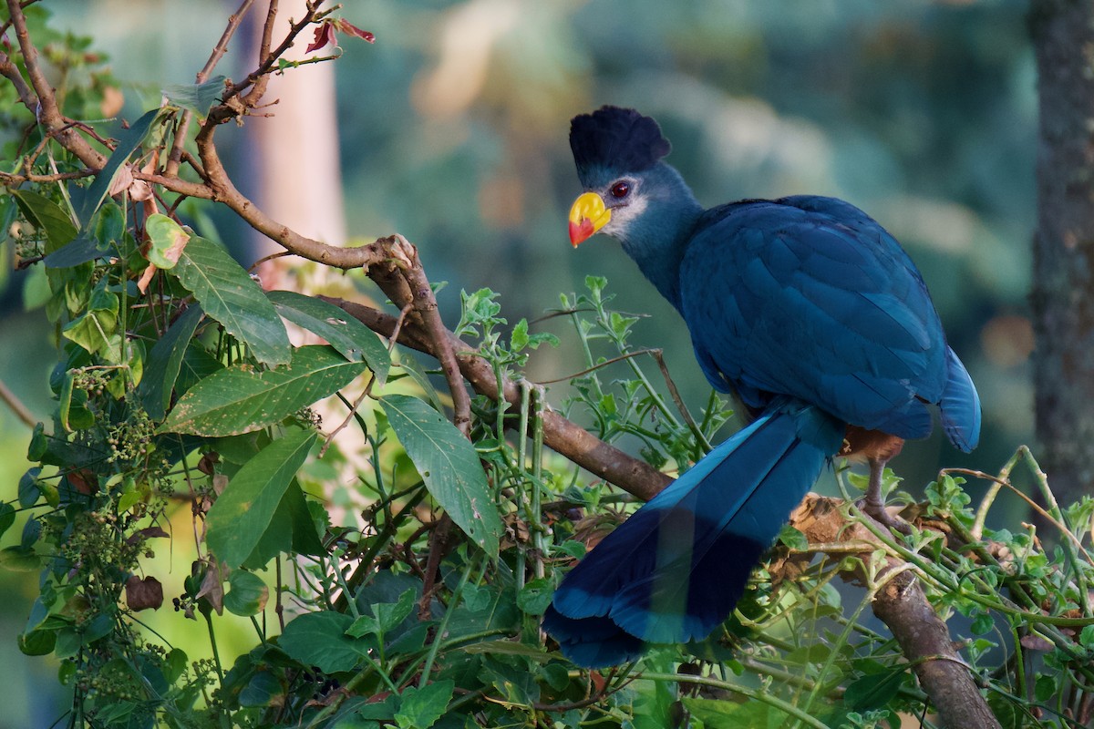 Great Blue Turaco - ML628989017