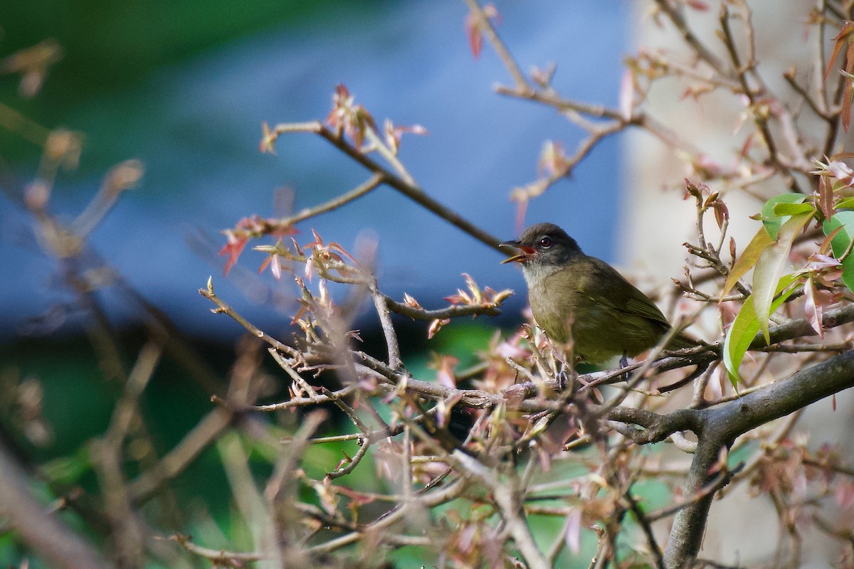 Plain Greenbul - ML628989044