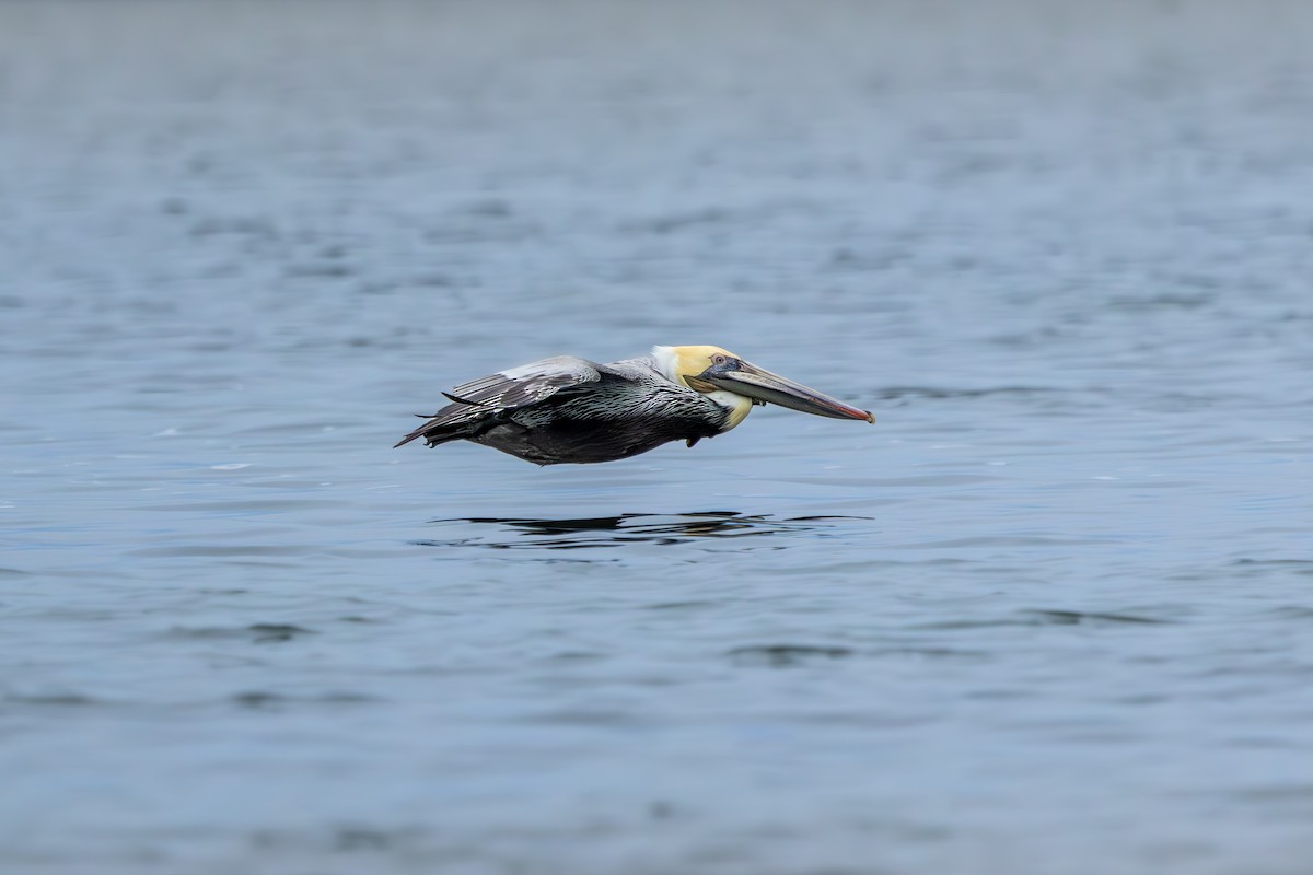Brown Pelican - ML628989072