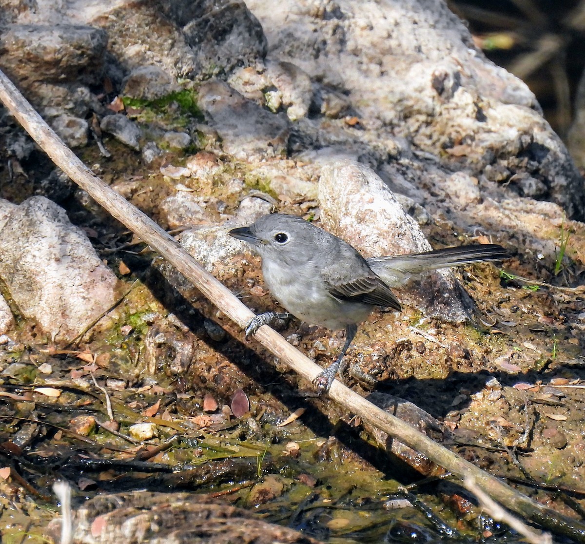 Gray Vireo - ML628989077