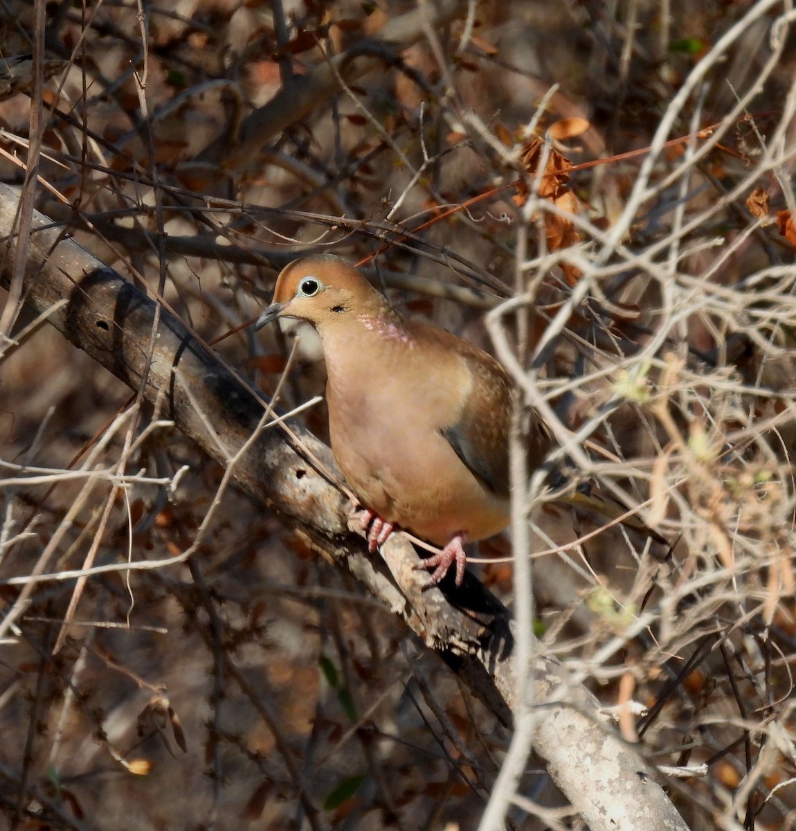 Mourning Dove - ML628989092