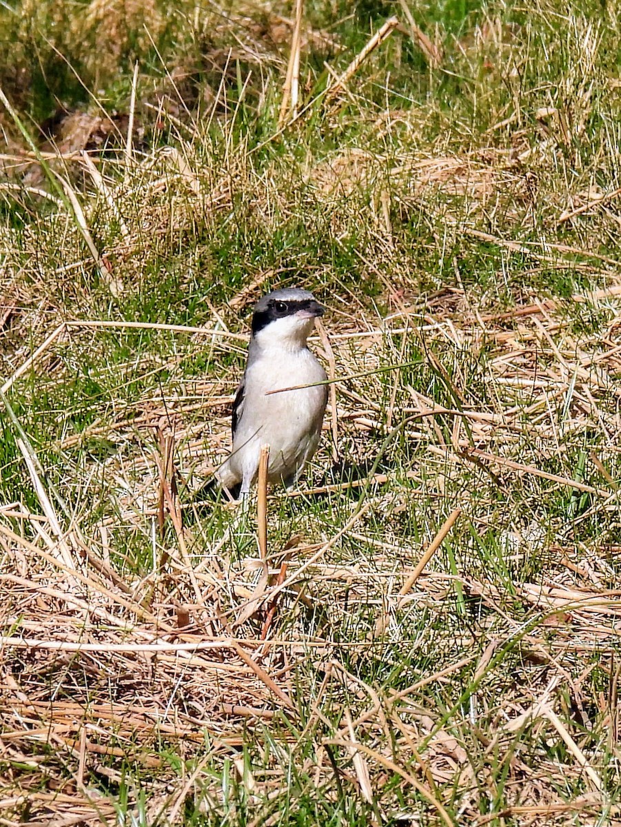 Loggerhead Shrike - ML628989161