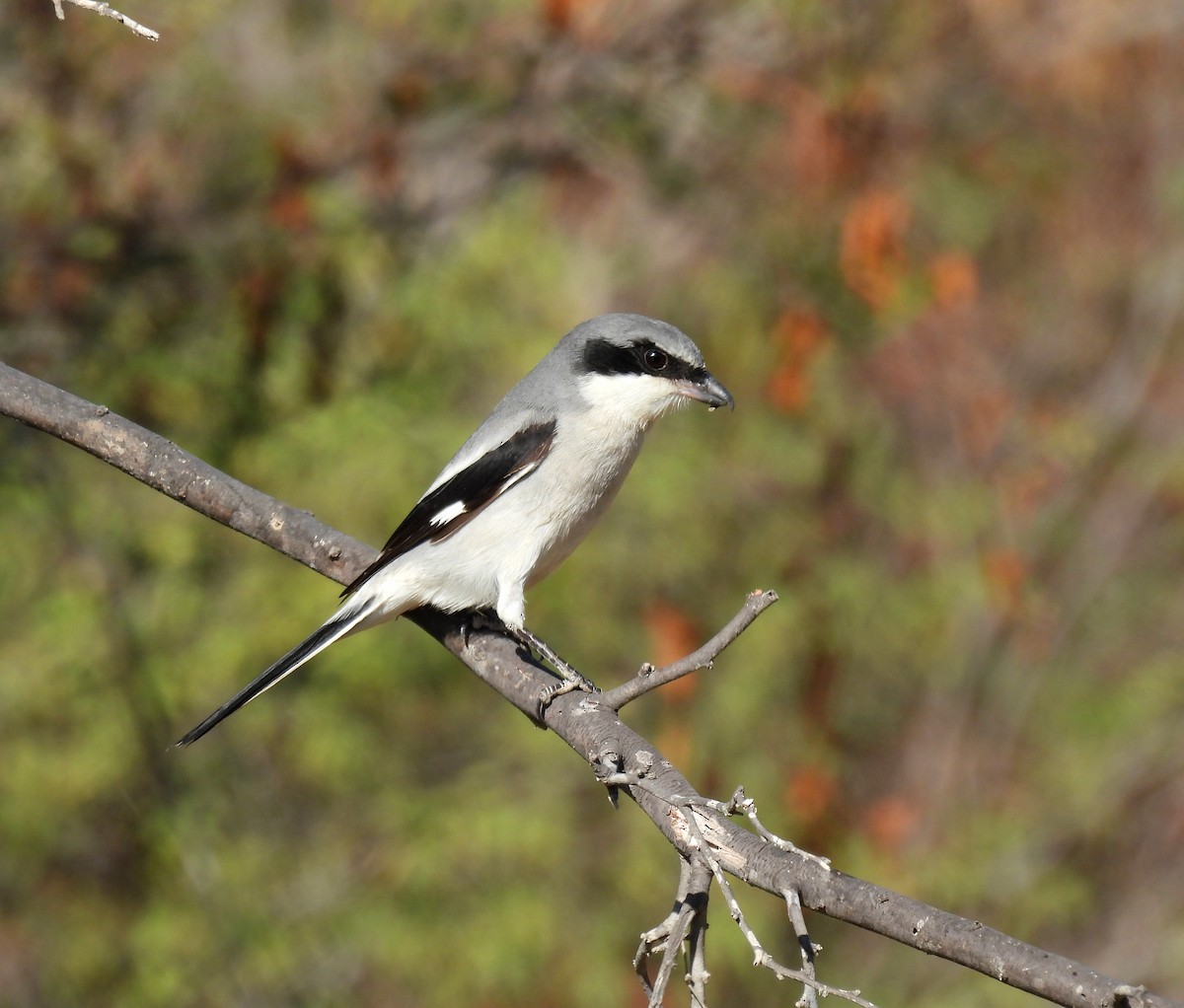 Loggerhead Shrike - ML628989162