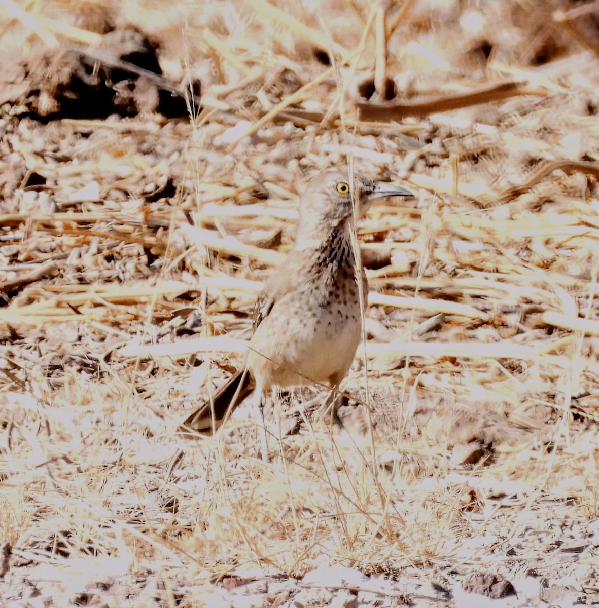 Bendire's Thrasher - ML628989179