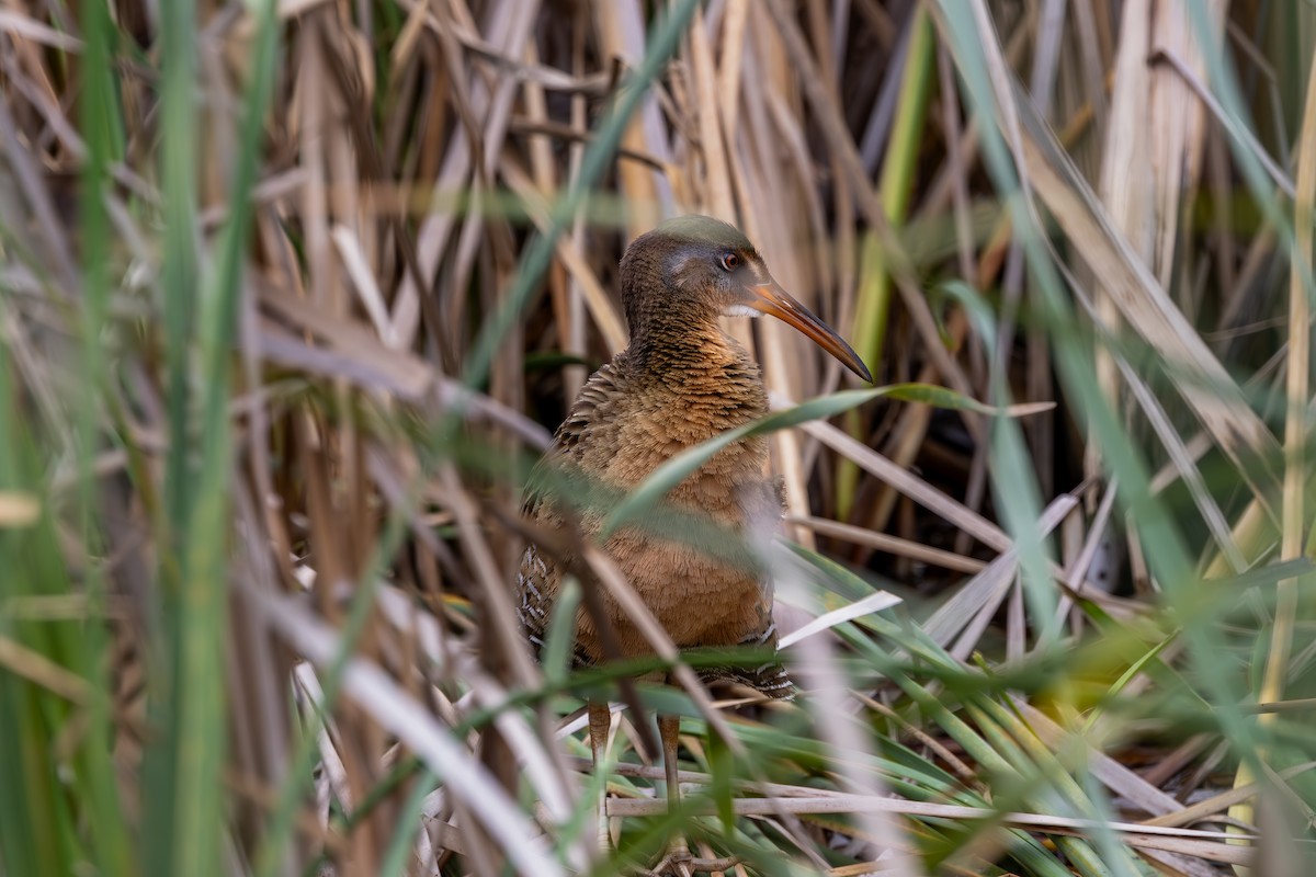 Clapper Rail - ML628989188