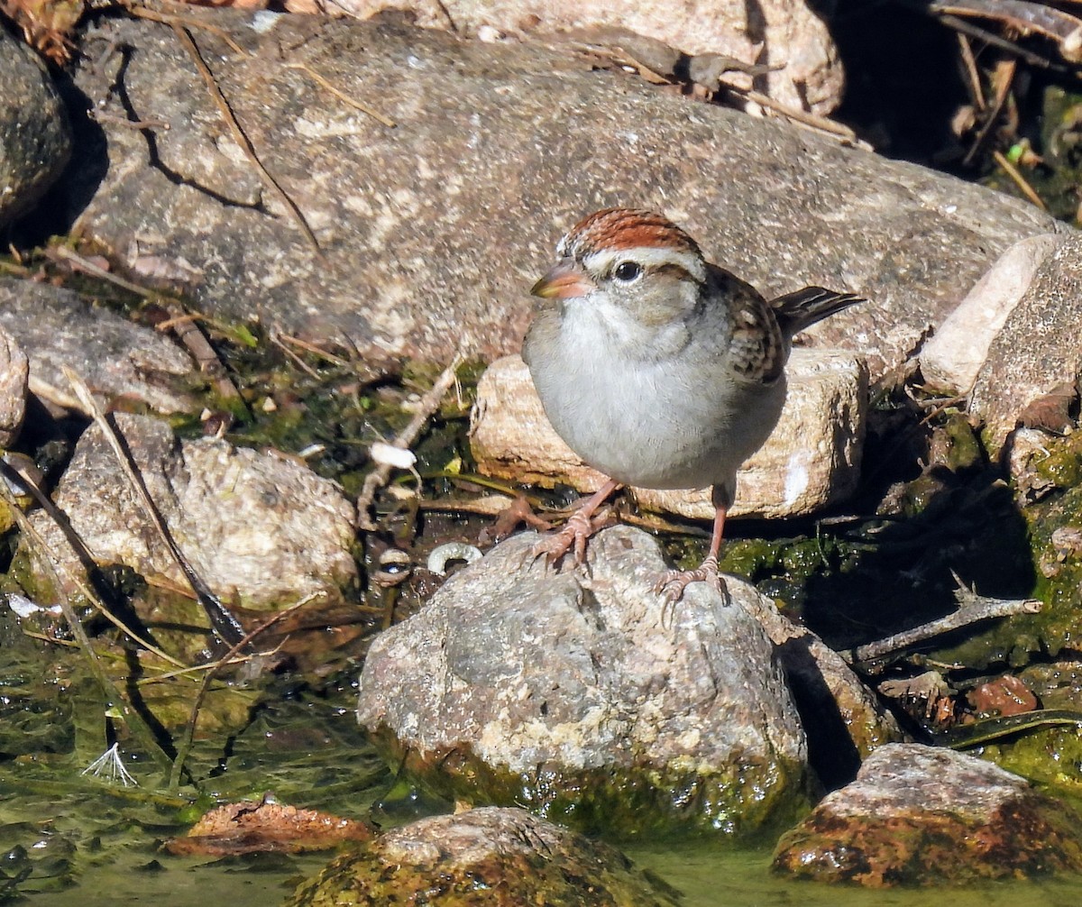 Chipping Sparrow - ML628989196