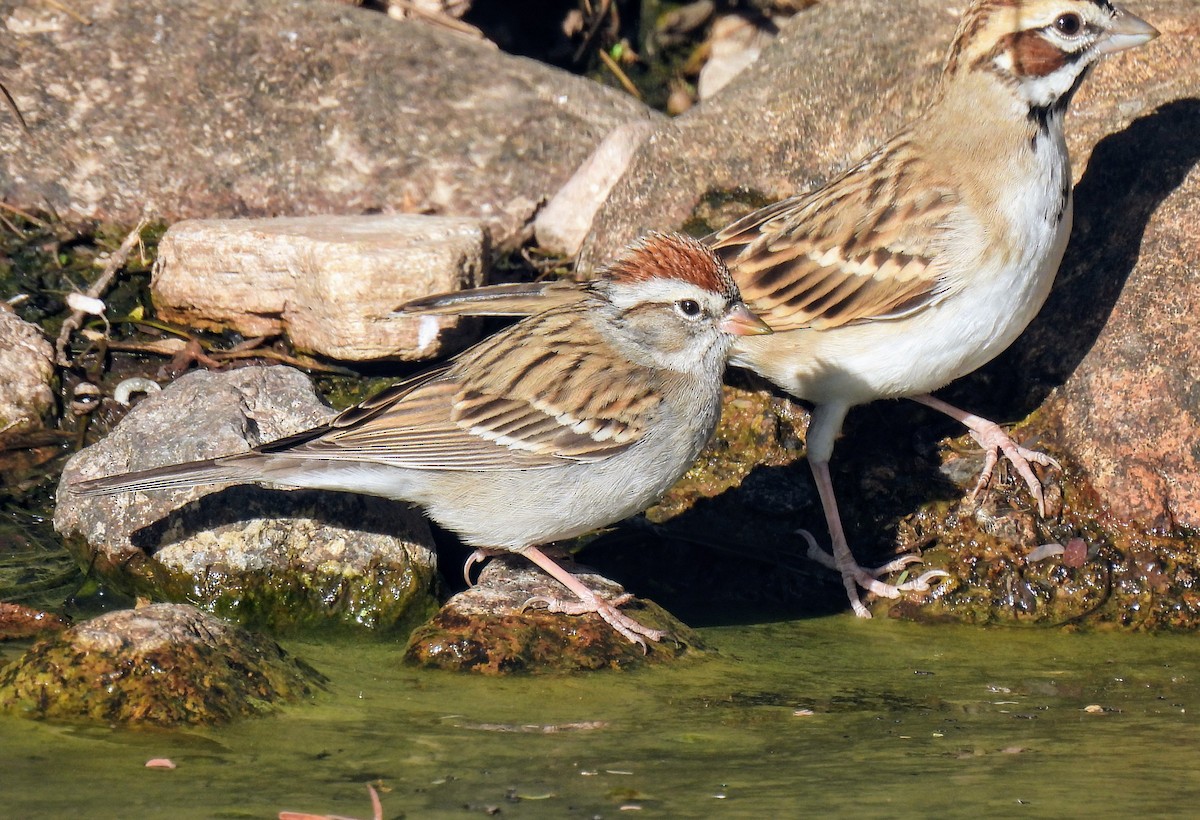 Chipping Sparrow - ML628989197