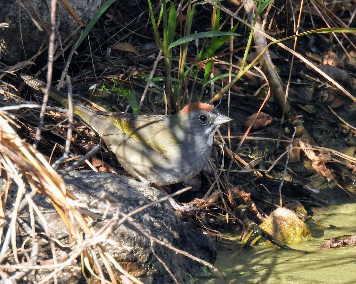 Green-tailed Towhee - ML628989229