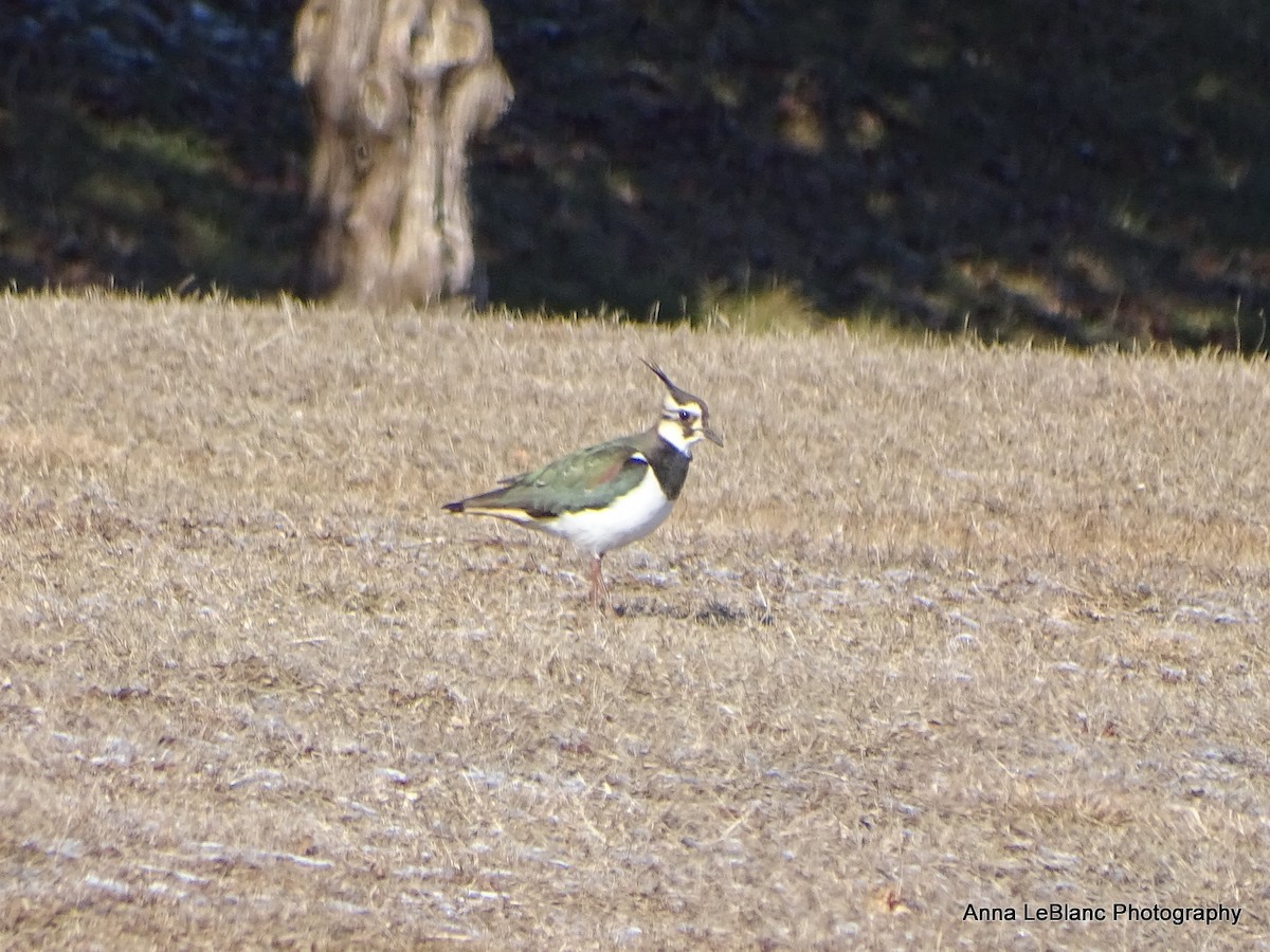 Northern Lapwing - ML628989261