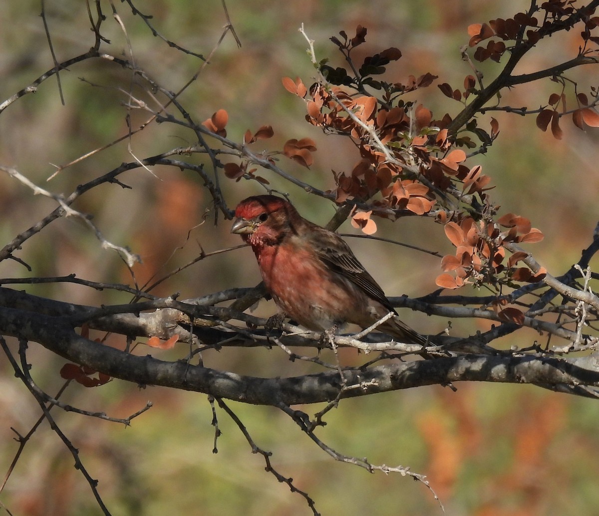 House Finch - ML628989291