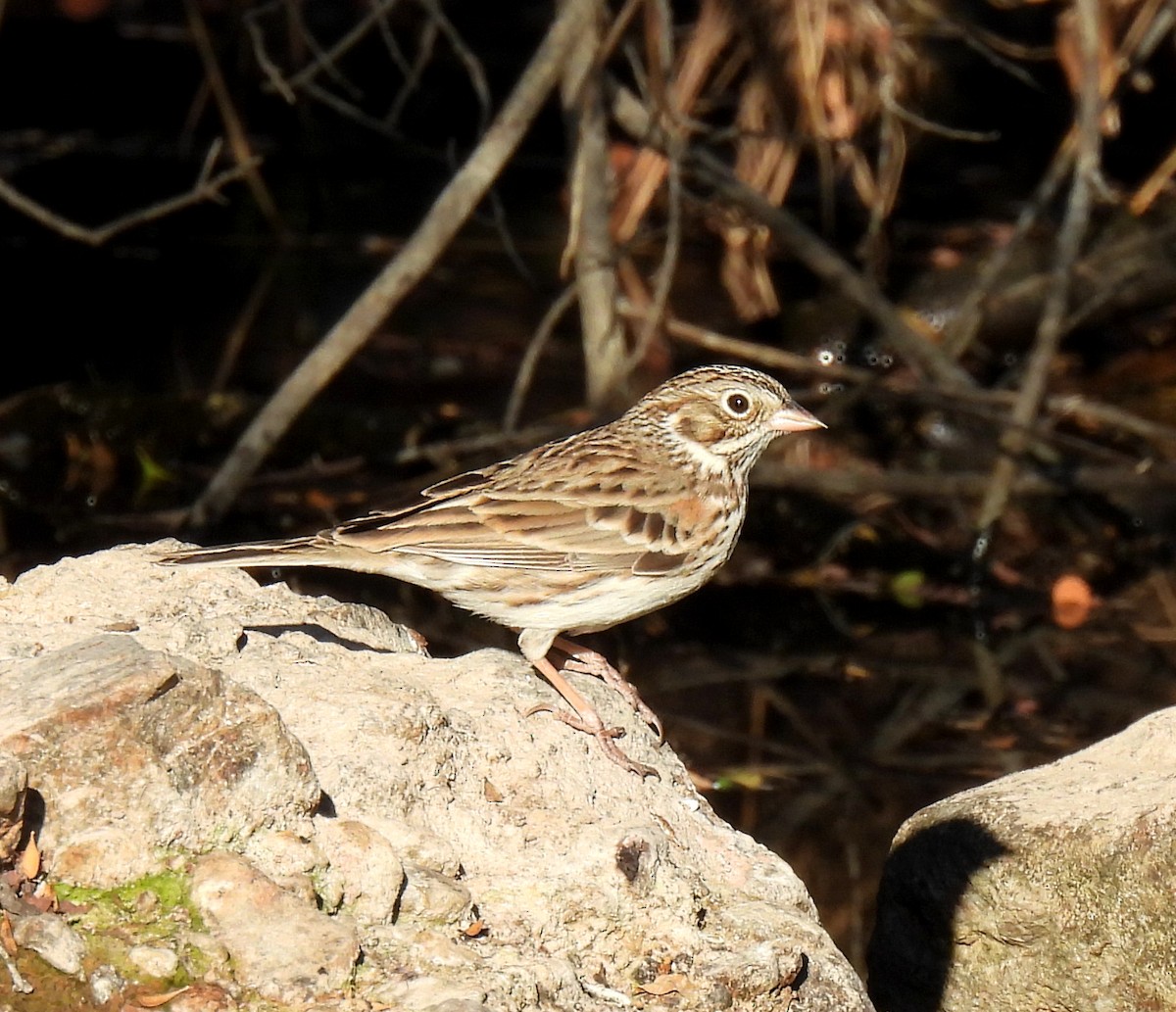 Vesper Sparrow - ML628989310