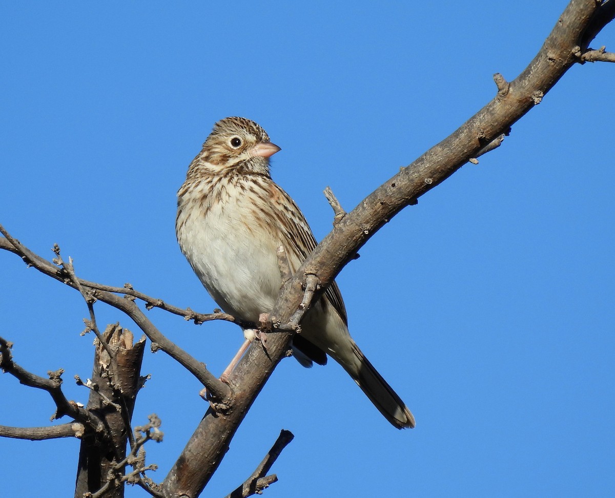 Vesper Sparrow - ML628989311