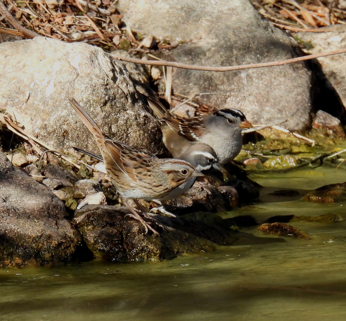 Lincoln's Sparrow - ML628989326