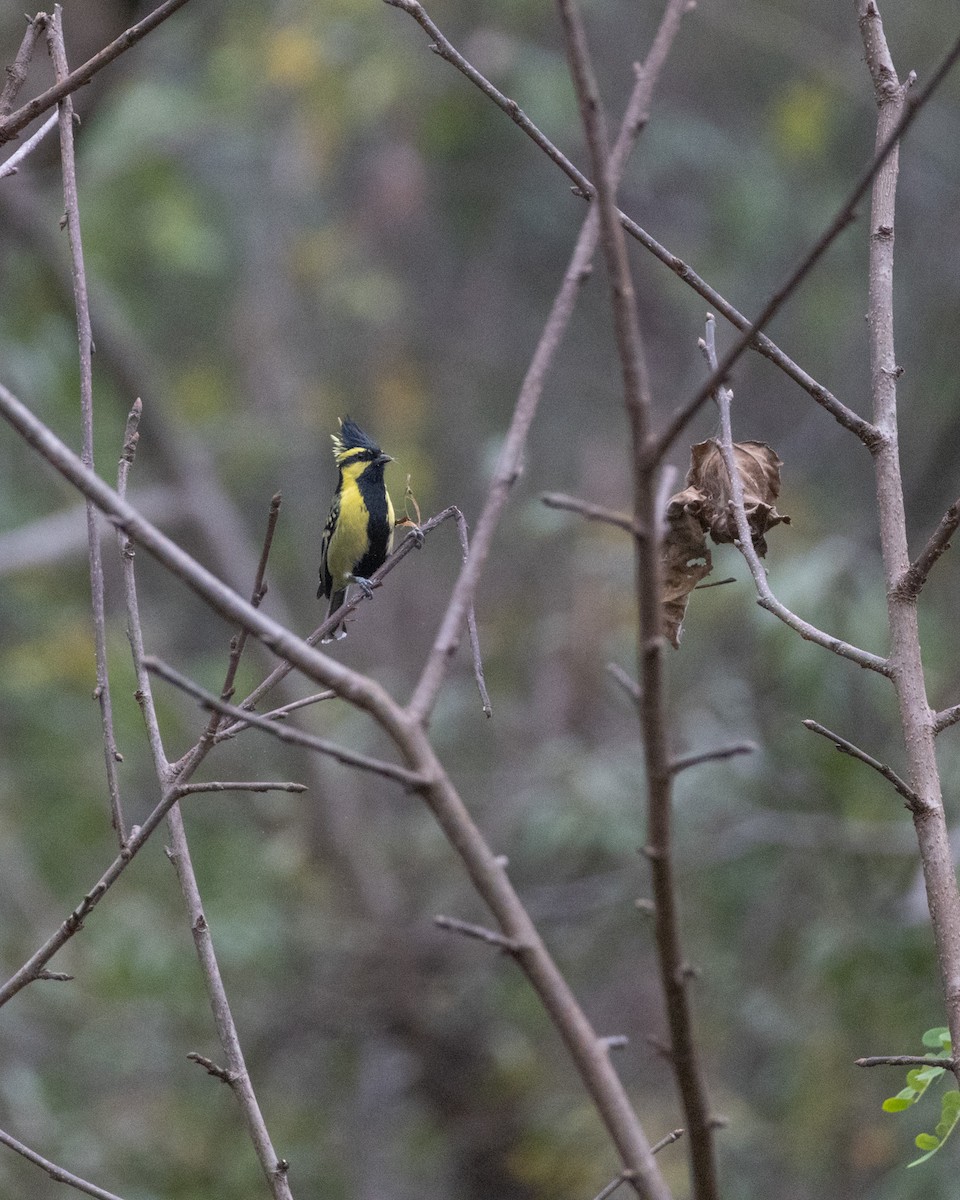 Himalayan Black-lored Tit - ML628989329