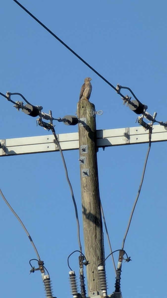 Red-shouldered Hawk - ML628989348