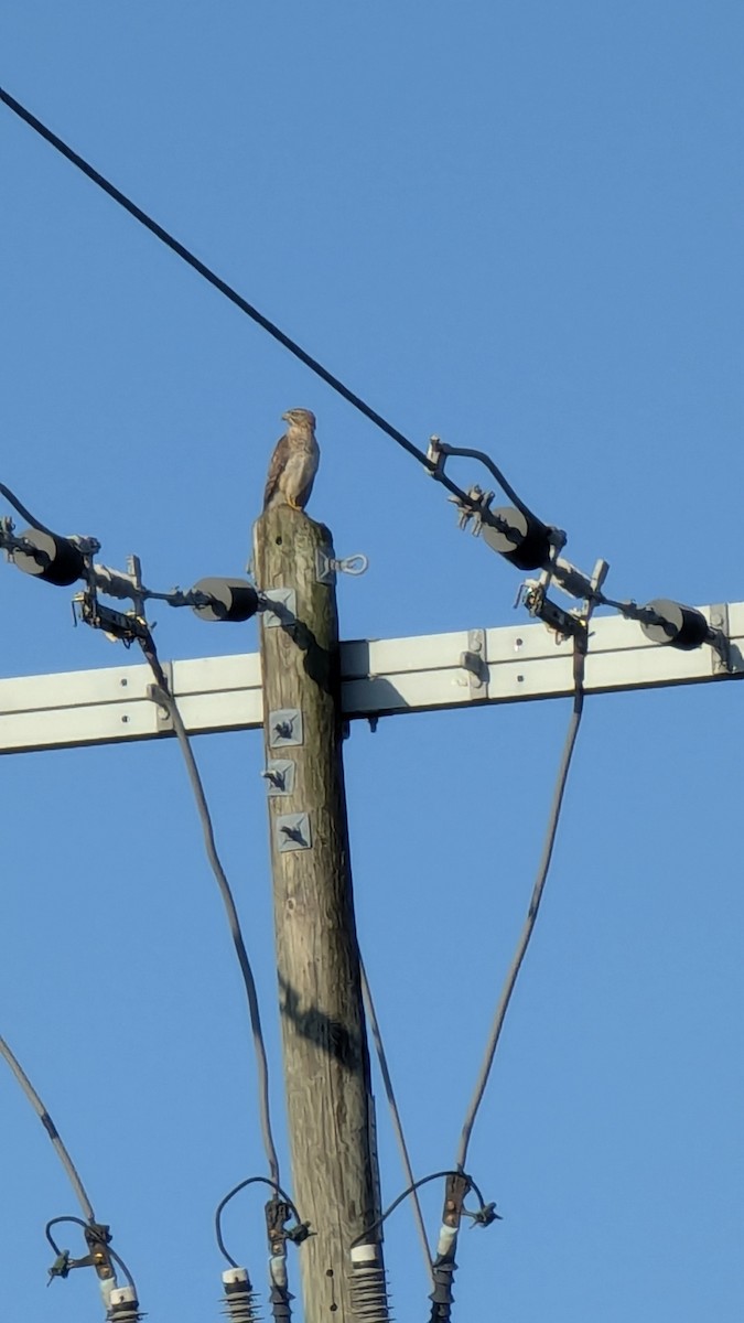 Red-shouldered Hawk - ML628989349