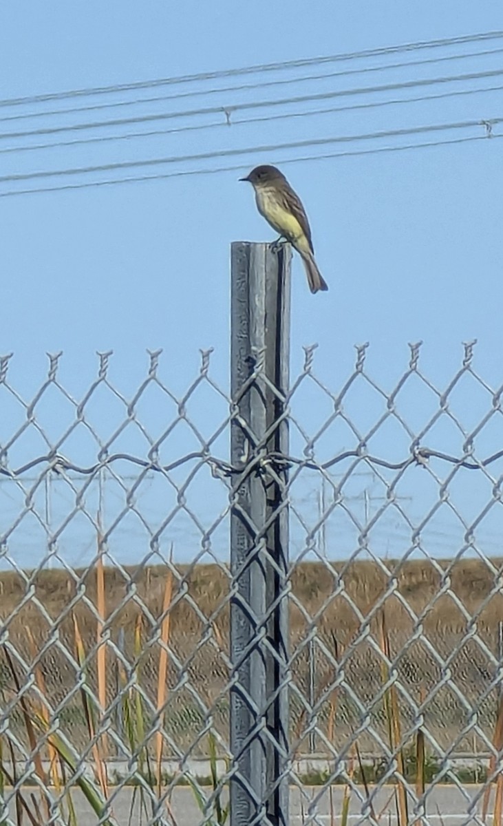 Eastern Phoebe - ML628989362