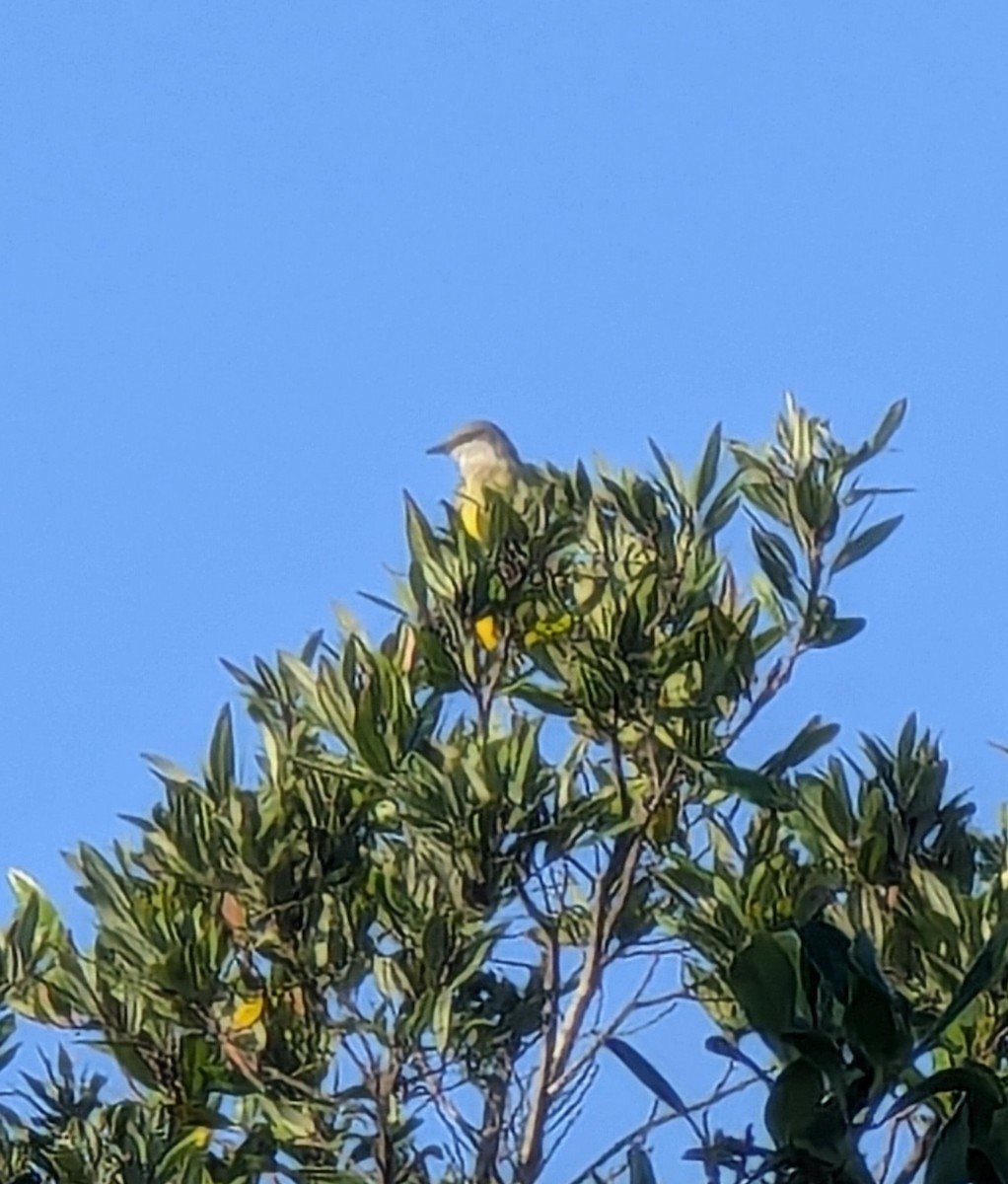 Western Kingbird - ML628989384