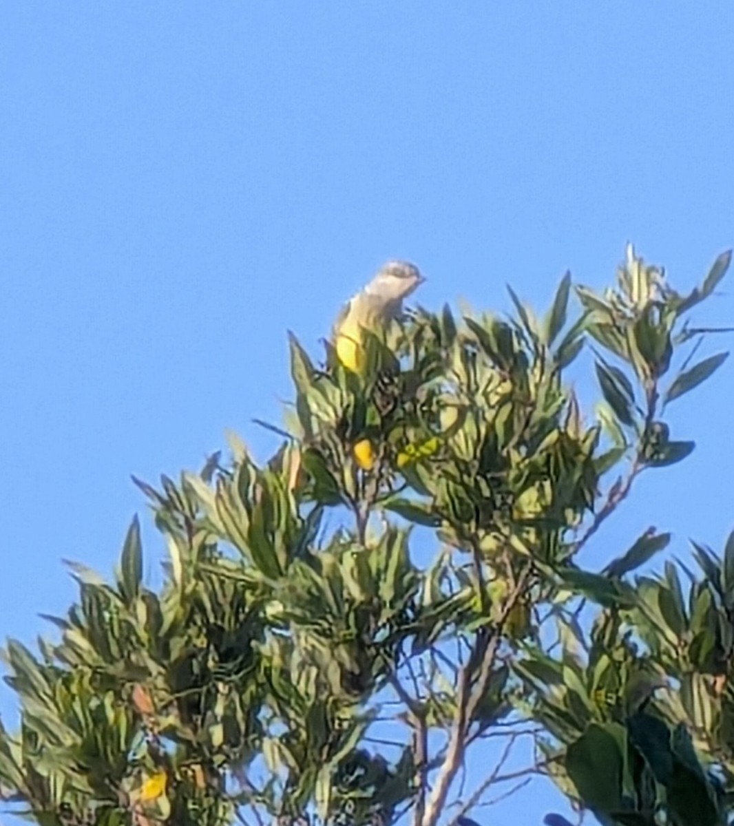 Western Kingbird - ML628989386