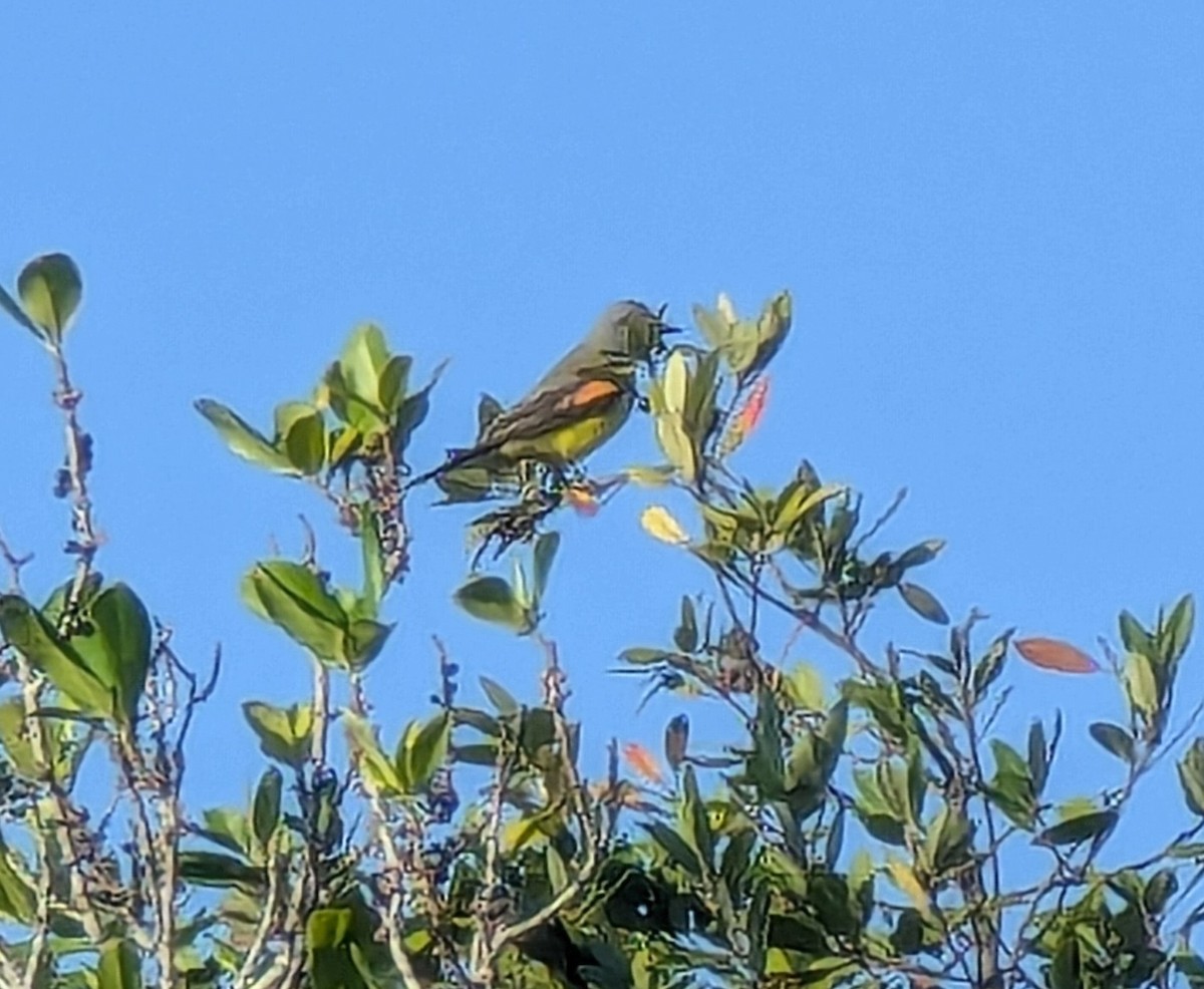 Western Kingbird - ML628989387