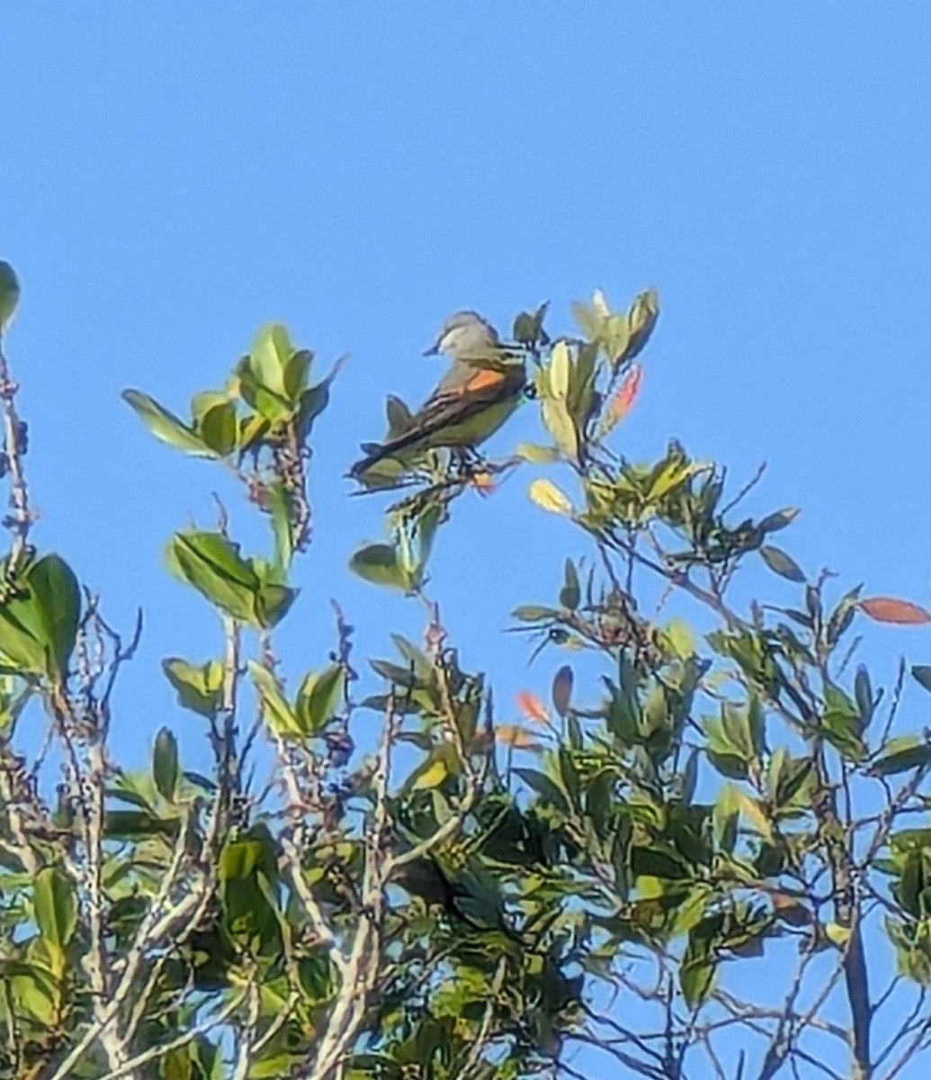 Western Kingbird - ML628989388