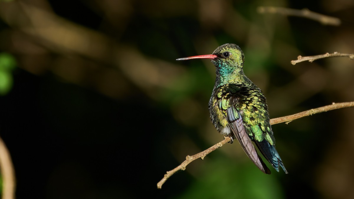 Ebird Checklist - 10 Dec 2024 - Represa De Ose Arroyo Sarandí - 14 