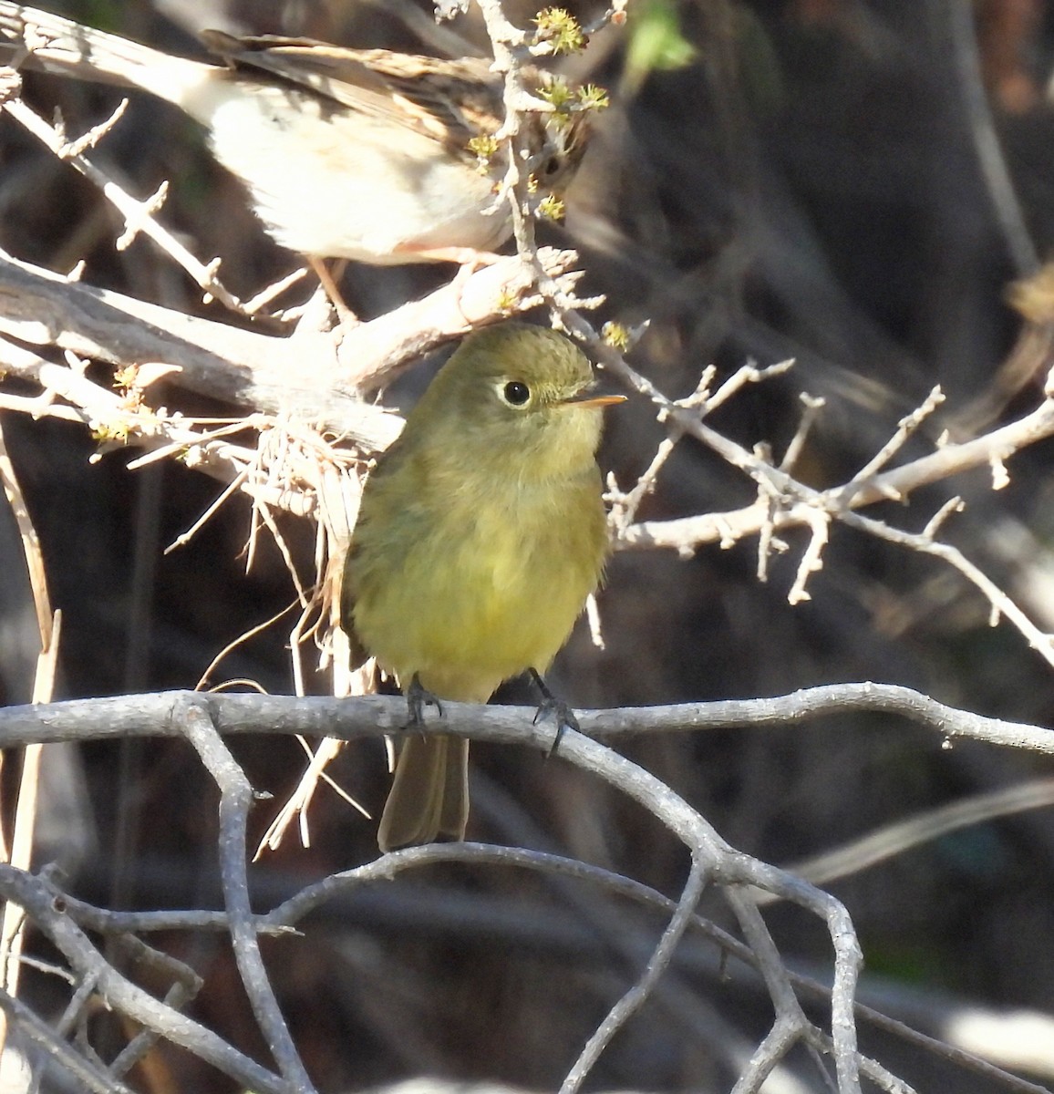 Western Flycatcher - ML628989410