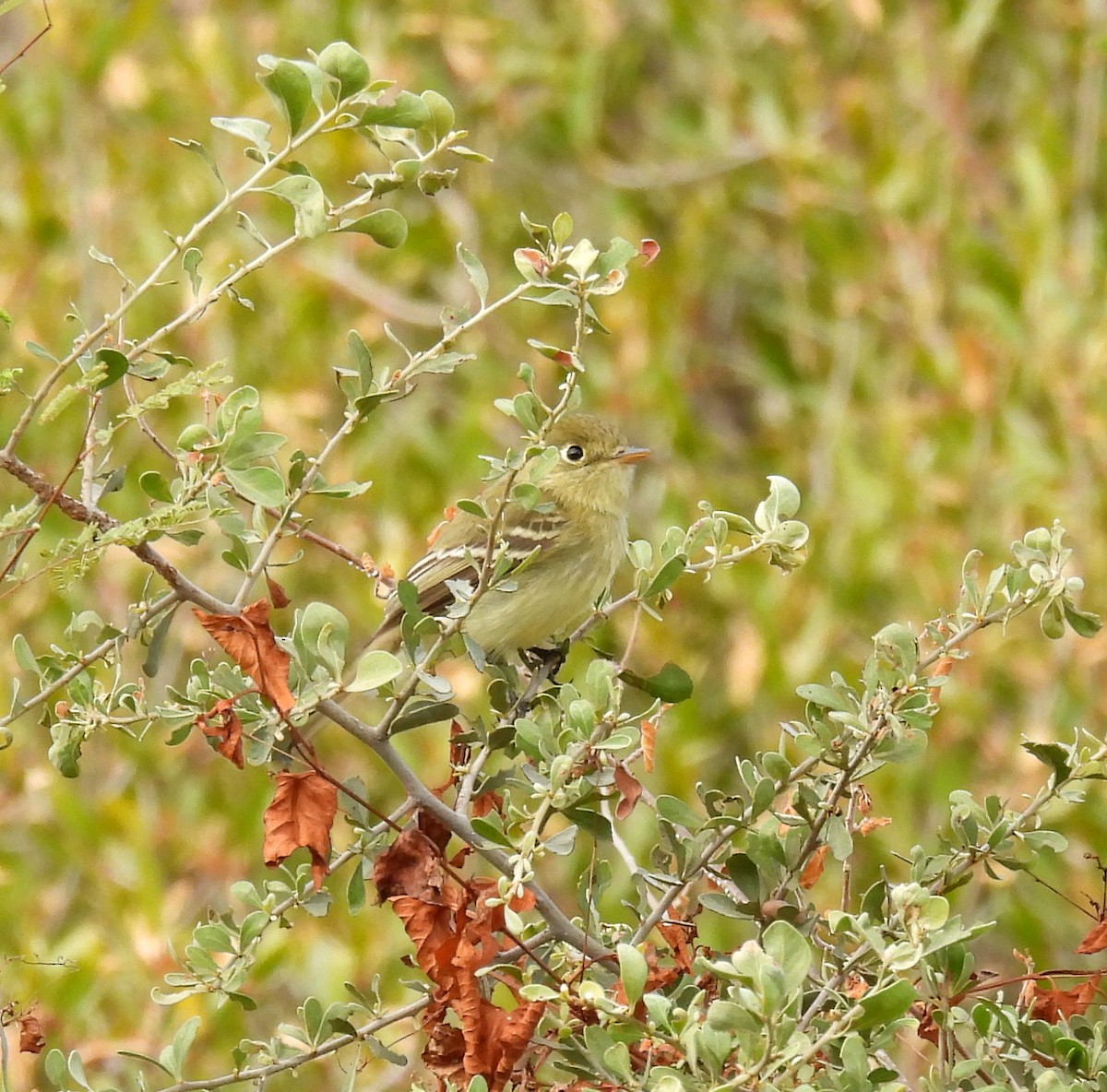 Western Flycatcher - ML628989411