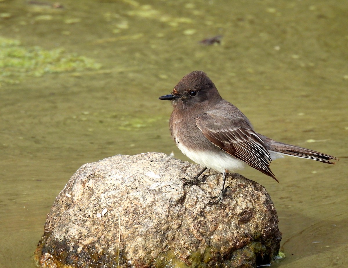 Black Phoebe - ML628989422