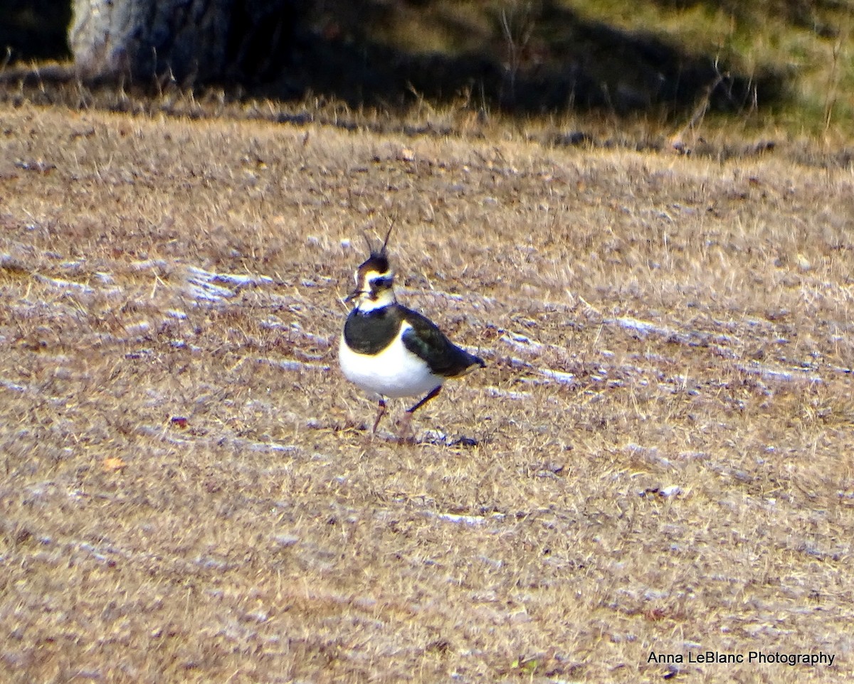 Northern Lapwing - ML628989435