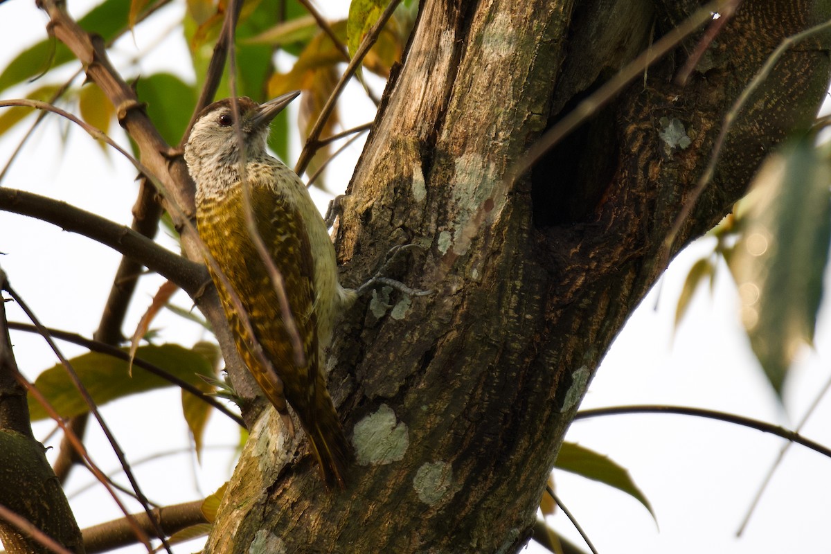 Speckle-breasted Woodpecker - ML628989489
