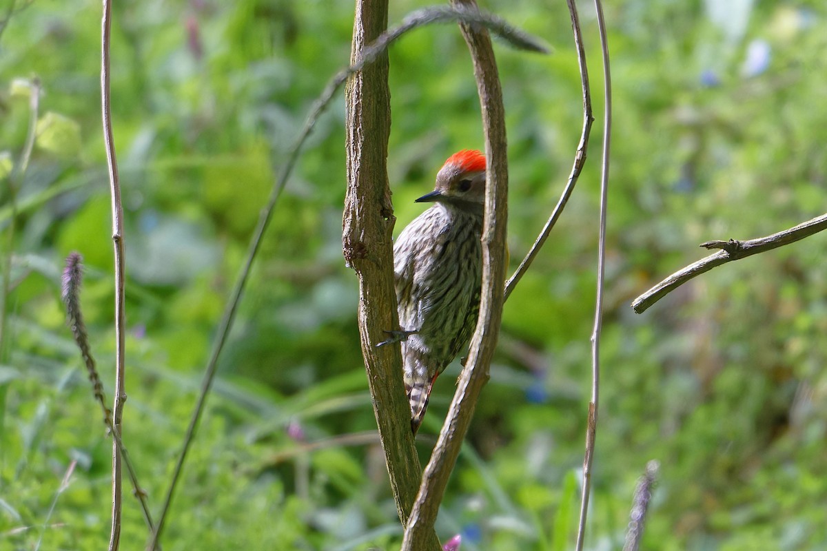 Abyssinian Woodpecker - ML628989514