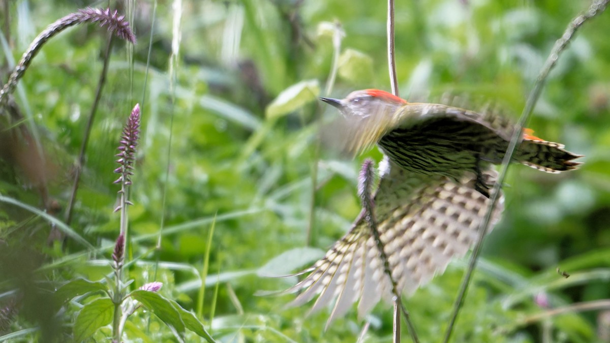 Abyssinian Woodpecker - ML628989516